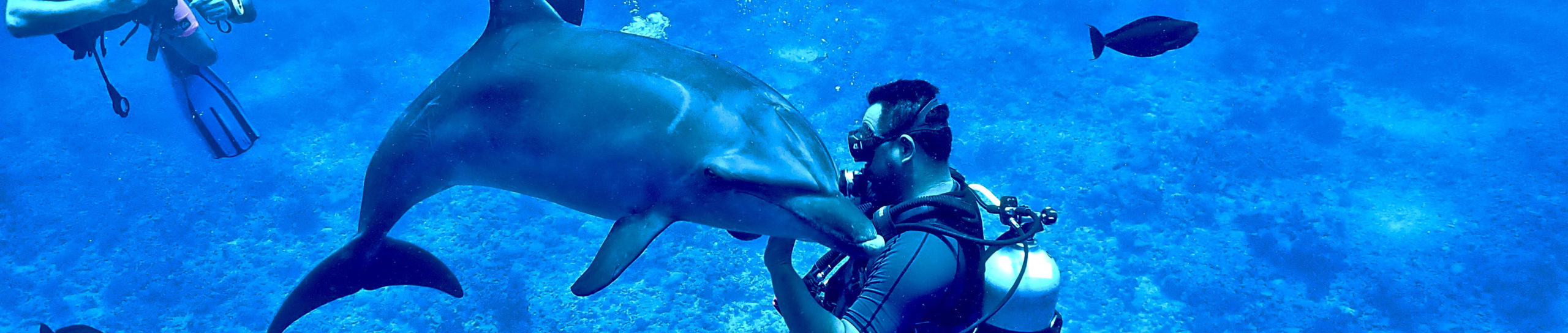 Diver with dolphin